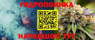 крисы Новокубанск