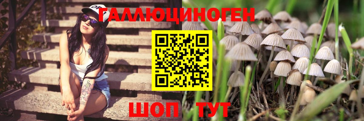 Рыбинск  Псилоцибиновые грибы GOLDEN TEACHER  Вход с VPN 